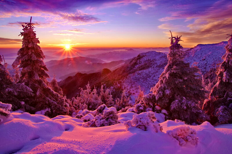 Snow-covered Pine Trees — Purple, Serene, Winter, Photograph, Mountains, Sunrise