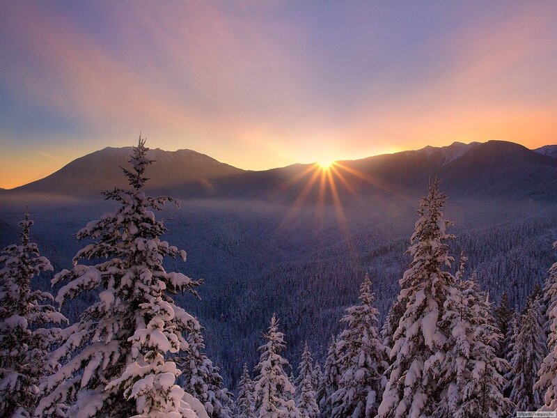 Snow-covered Pine Trees — Purple, Serene, Winter, Photograph, Mountains