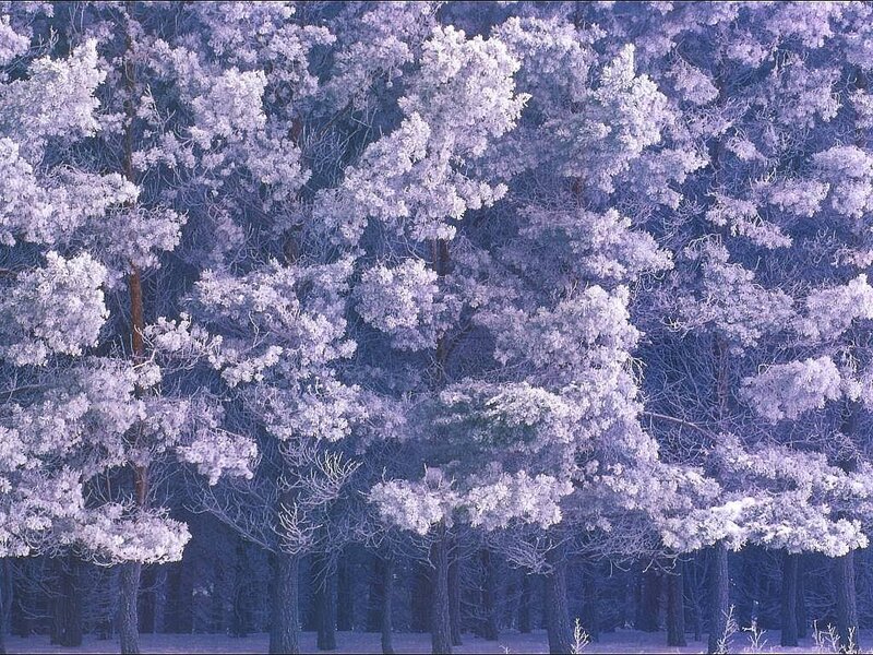 Snow-covered Pine Trees — Purple, Serene, Winter, Photograph, Snow, Forest