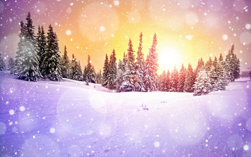 Snow-covered Pine Trees — Purple, Serene, Winter, Photograph, Snow