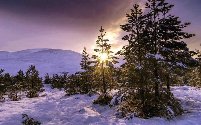 Snow-covered Pine Trees — Purple, Serene, Winter, Photograph, Sun