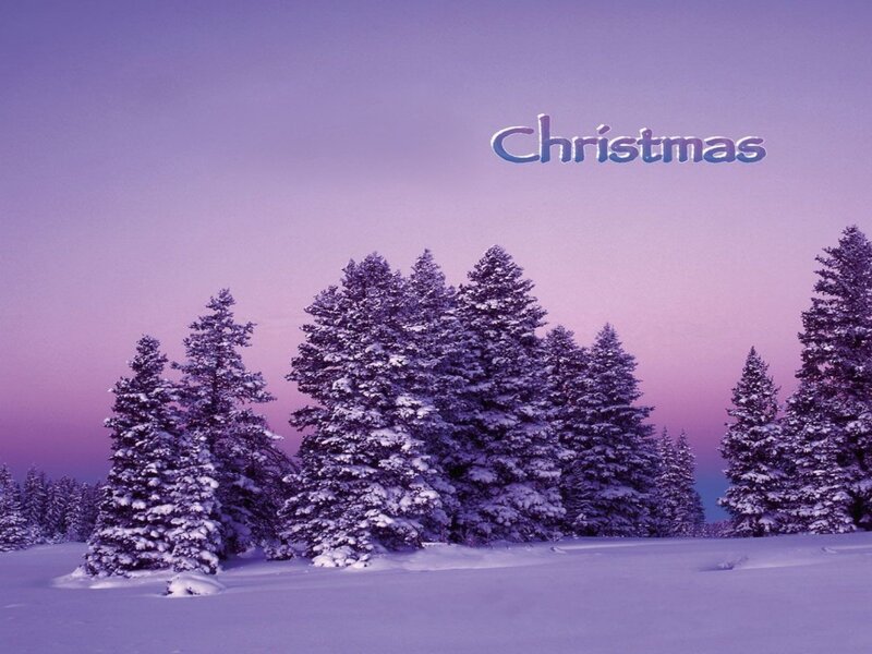 Snow-covered Pine Trees — Purple, Serene, Winter, Photograph