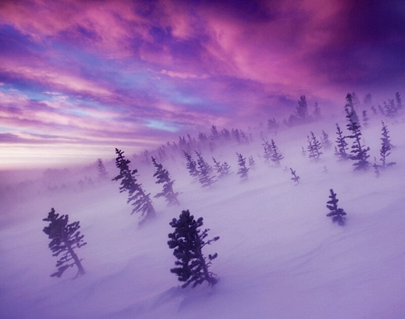 Snow-covered Pine Trees — Purple