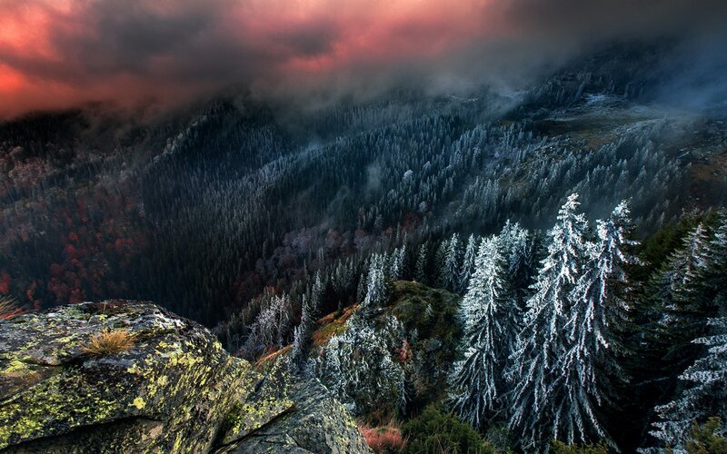 Snow-covered Pine Trees — Red, Dramatic, Autumn