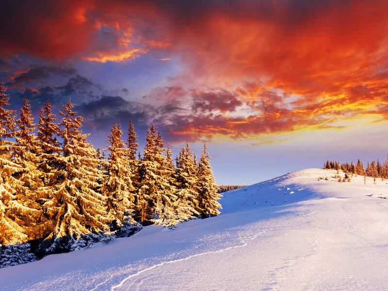 Snow-covered Pine Trees — Red, Dramatic, Sunset