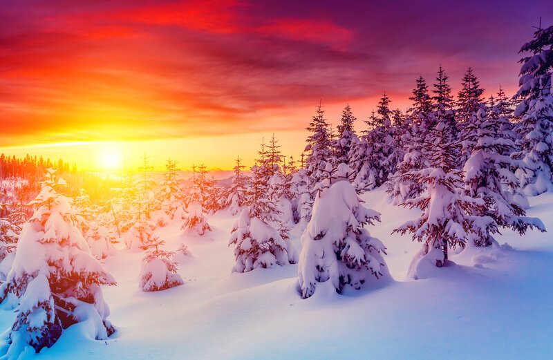 Snow-covered Pine Trees — Red, Dramatic, Winter, Photograph, Forest