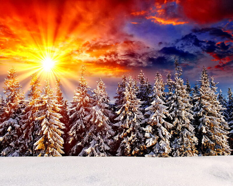 Snow-covered Pine Trees — Red, Dramatic, Winter