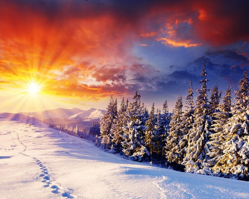 Snow-covered Pine Trees — Red