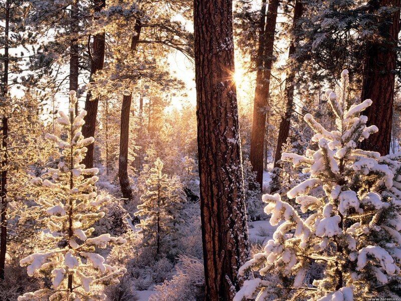 Snow-covered Pine Trees — Serene, Brown