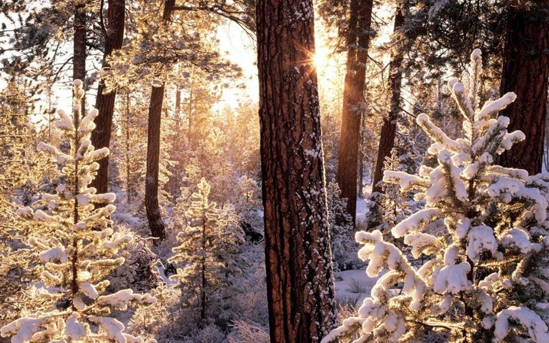 Snow-covered Pine Trees — Serene, Gold