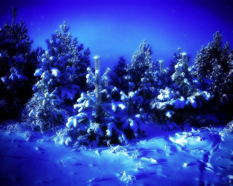 Snow-covered Pine Trees — Serene, Night