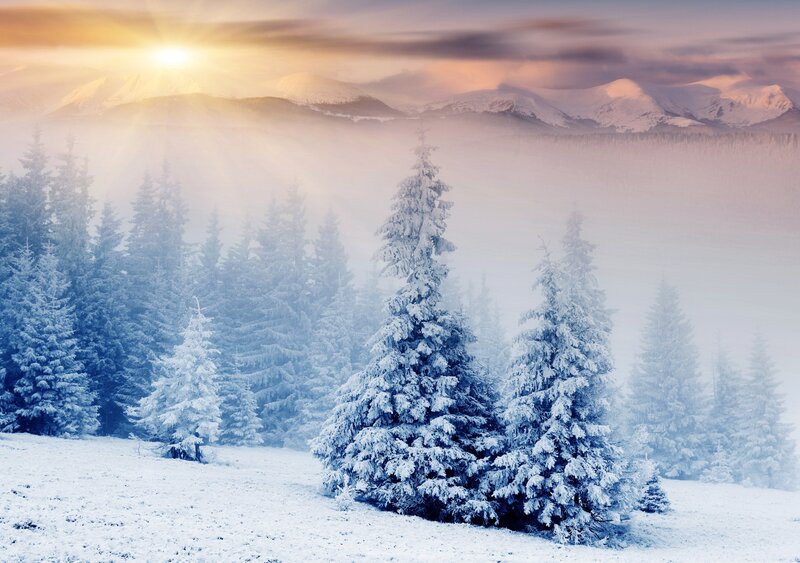 Snow-covered Pine Trees — Serene, Sunrise