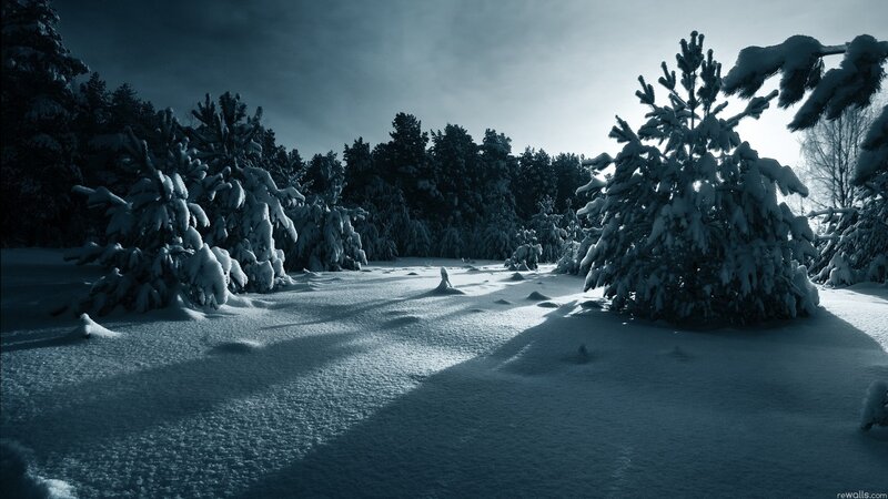 Snow-covered Pine Trees — Serene, White