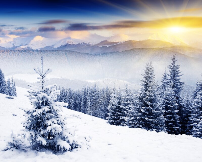 Snow-covered Pine Trees — Serene, Yellow