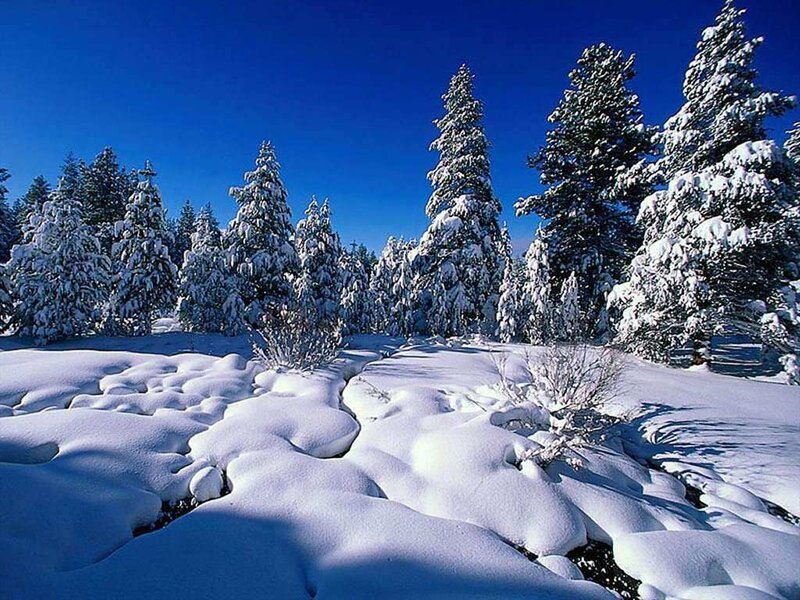 Snow-covered Pine Trees — Sky, White