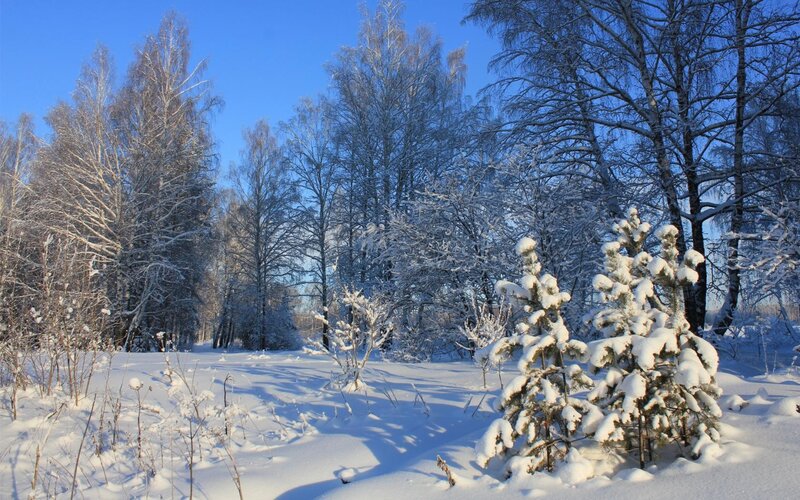 Snow-covered Pine Trees — Snow, Blue
