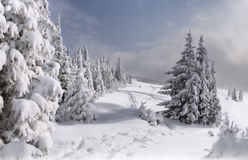 Snow-covered Pine Trees — Snow, Sky