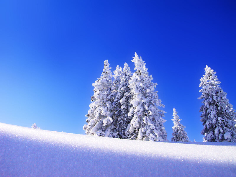 Snow-covered Pine Trees — Snow, White