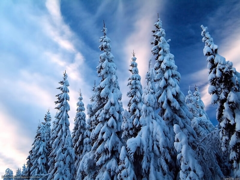 Snow-covered pine trees