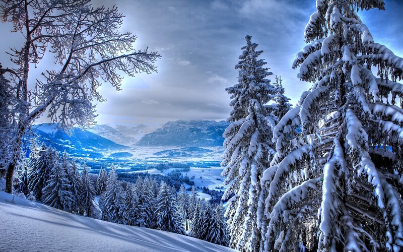 Snow-covered Pine Trees — Valley