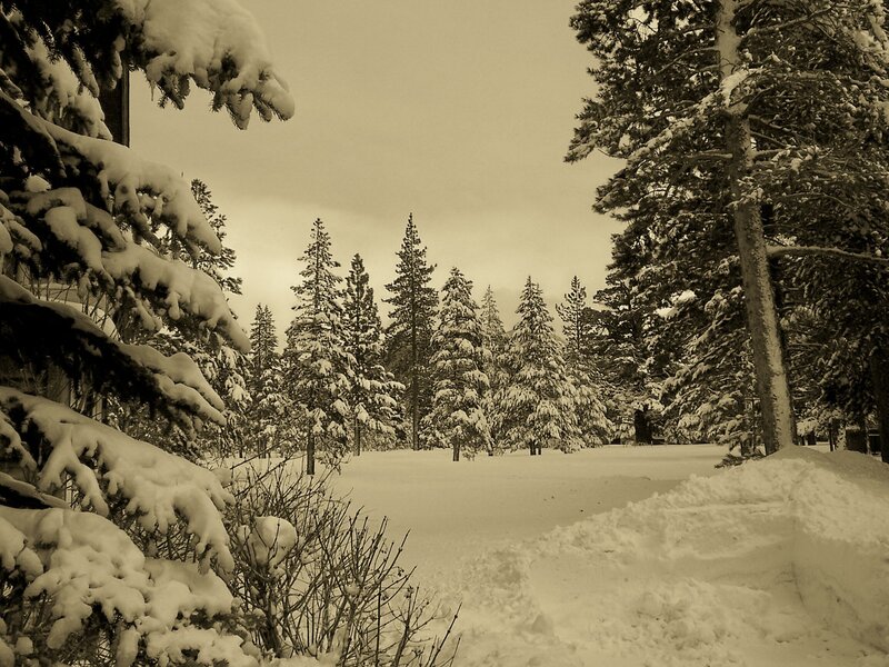 Snow-covered Pine Trees — White, Brown