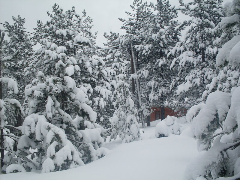Snow-covered Pine Trees — White, Calm