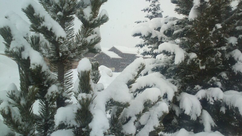 Snow-covered Pine Trees — White, Calm, Winter, Photograph, House