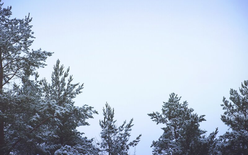 Snow-covered Pine Trees — White, Calm, Winter, Photograph, Sky