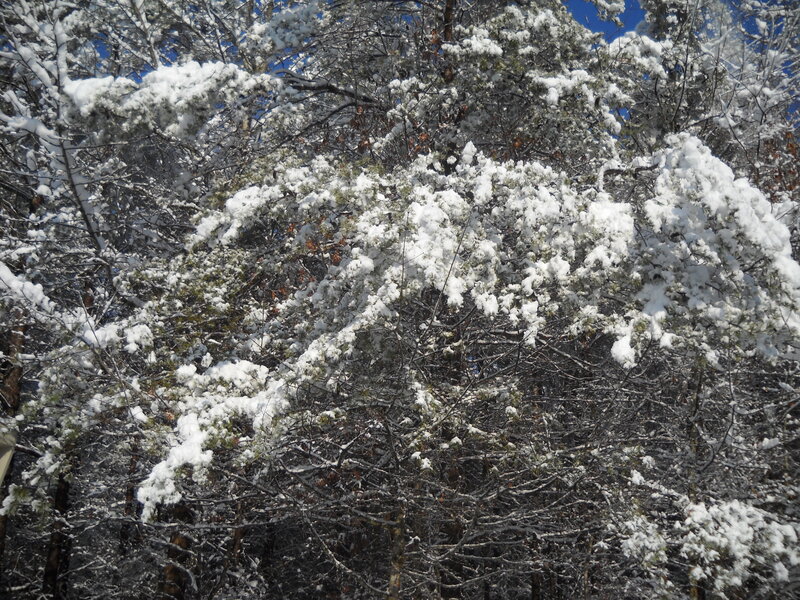 Snow-covered Pine Trees — White, Calm, Winter, Photograph, Snow, Sky