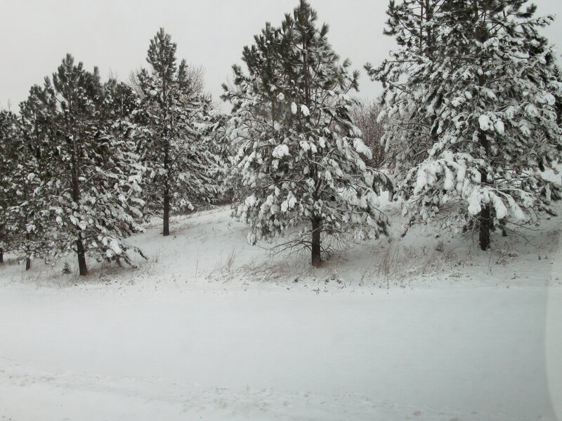 Snow-covered Pine Trees — White, Calm, Winter, Photograph