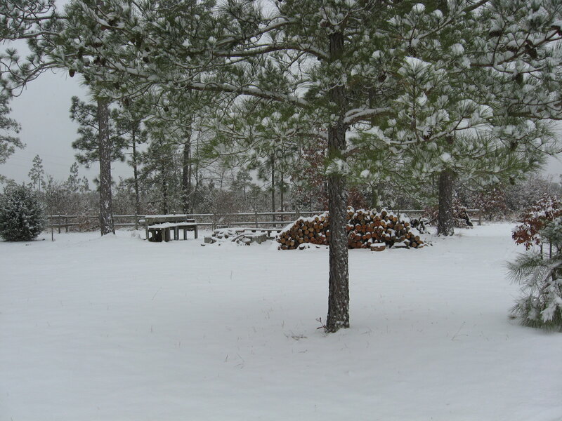 Snow-covered Pine Trees — White, Calm, Winter