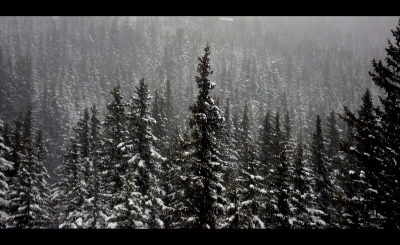 Snow-covered Pine Trees — White, Cold