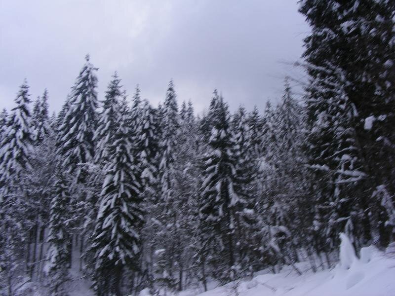 Snow-covered Pine Trees — White, Cold, Winter, Photograph, Forest, Snow, Sky