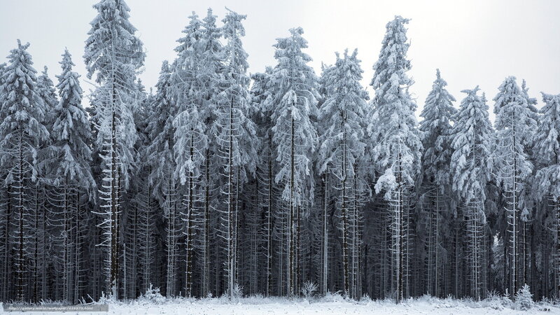 Snow-covered Pine Trees — White, Cold, Winter, Photograph, Forest, Snow