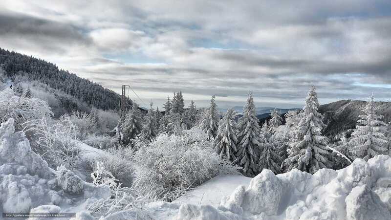 Snow-covered Pine Trees — White, Cold, Winter, Photograph, Forest