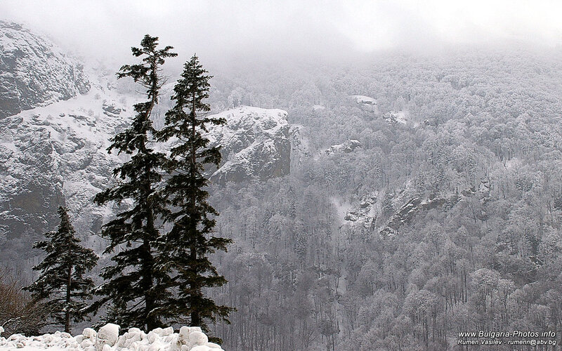 Snow-covered Pine Trees — White, Cold, Winter, Photograph, Mountain