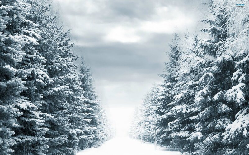 Snow-covered Pine Trees — White, Cold, Winter, Photograph, Road, Street Lamp