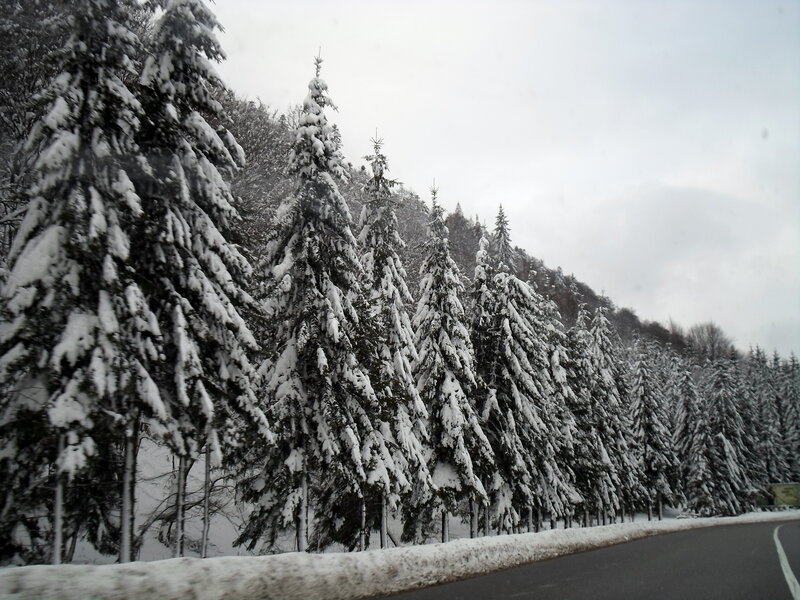 Snow-covered Pine Trees — White, Cold, Winter, Photograph, Road