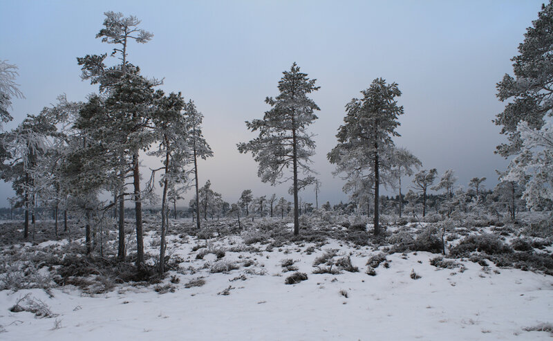 Snow-covered Pine Trees — White, Cold, Winter, Photograph, Snow, Sky, Bushes
