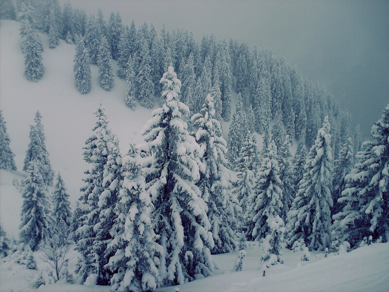 Snow-covered Pine Trees — White, Cold, Winter, Photograph, Snow