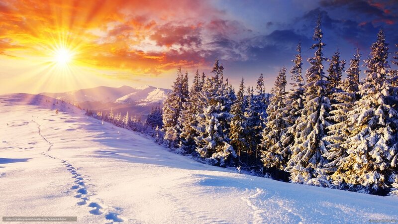 Snow-covered Pine Trees — White, Dramatic, Sunset, Photograph, Sun, Mountains