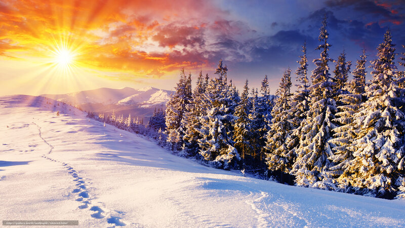 Snow-covered Pine Trees — White, Dramatic, Sunset, Photograph, Sun