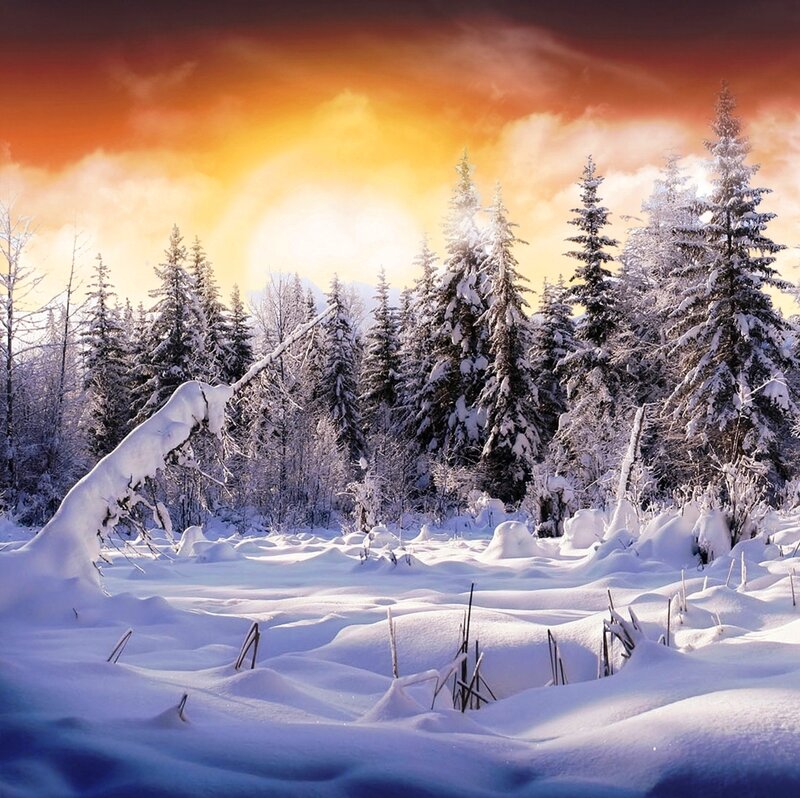 Snow-covered Pine Trees — White, Dramatic, Sunset, Photograph