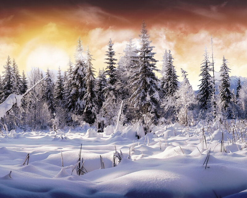 Snow-covered Pine Trees — White, Dramatic, Sunset