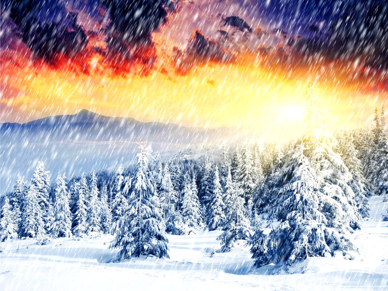 Snow-covered Pine Trees — White, Dramatic