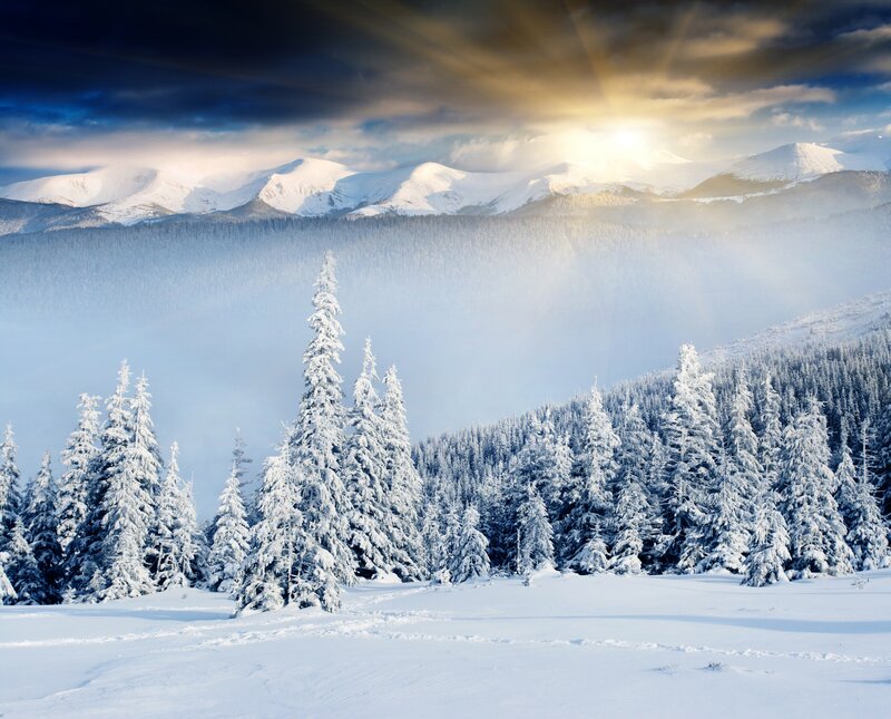Snow-covered Pine Trees — White, Dramatic, Winter, Photograph, Mountains, Forest