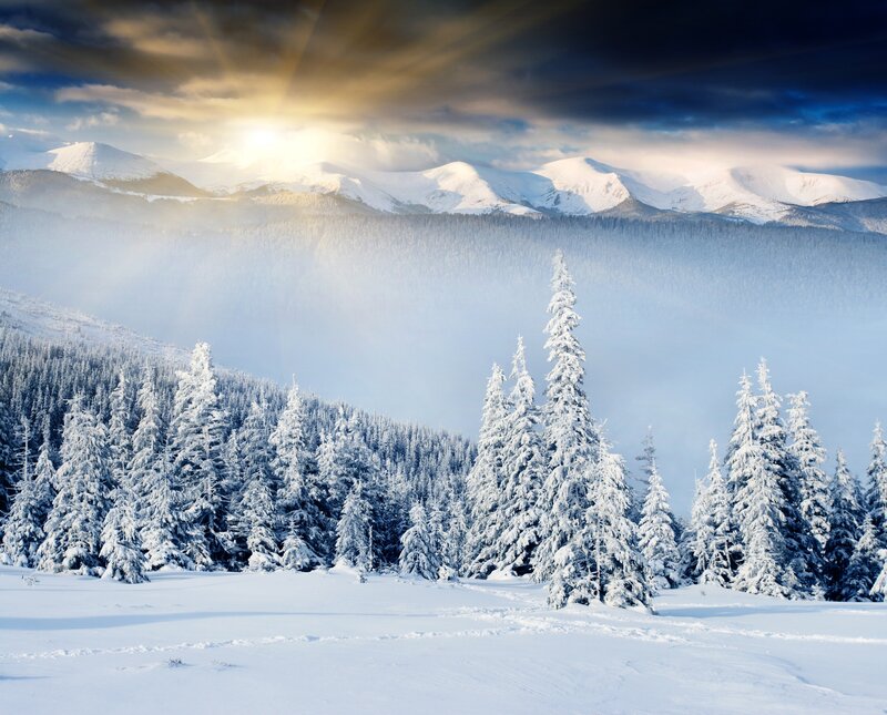 Snow-covered Pine Trees — White, Dramatic, Winter, Photograph, Mountains, Sunlight
