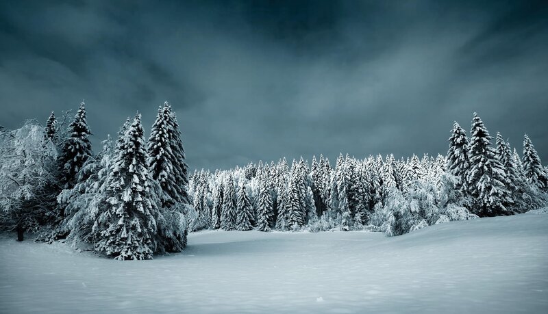 Snow-covered Pine Trees — White, Dramatic, Winter, Photograph, Snow, Forest