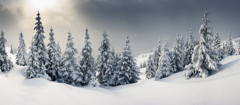 Snow-covered Pine Trees — White, Dramatic, Winter, Photograph, Snow, Sky