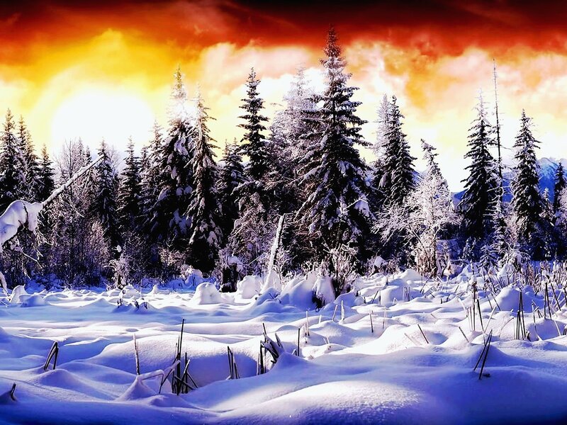 Snow-covered Pine Trees — White, Dramatic, Winter, Photograph, Snow